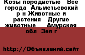 Козы породистые - Все города, Альметьевский р-н Животные и растения » Другие животные   . Амурская обл.,Зея г.